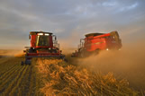 Two combines harvest oats