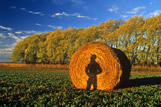 Silhouette of a man in an alfalfa field