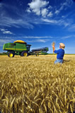 Man examines winter wheat during the harvest