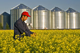 A farmer checks his canola crop/ grain bins in the background