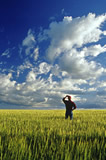 A man looks out over a barley field