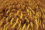 Mature winter wheat