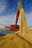 A combine augers oats into a grain truck