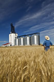 Inland grain terminal and wheat field, Assiniboia 