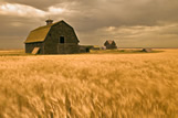 Wind-blown wheat, abandoned farmyard, near Assiniboia